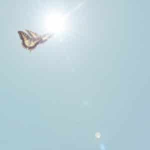 A butterfly flying in the sky with sun shining